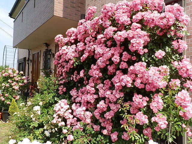 داستان کوتاه «گل های گلاب برای گیتا»