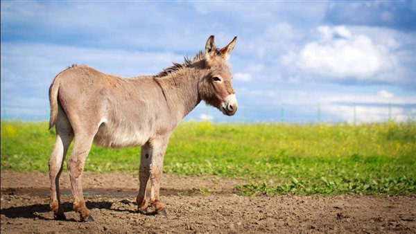 داستان کوتاه «مردی که برای خرش گریست»