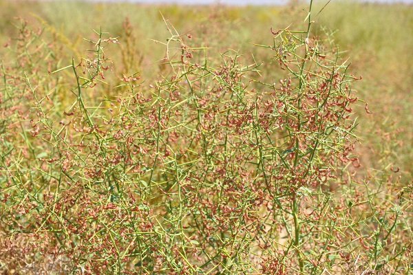 داستان کوتاه «خار»