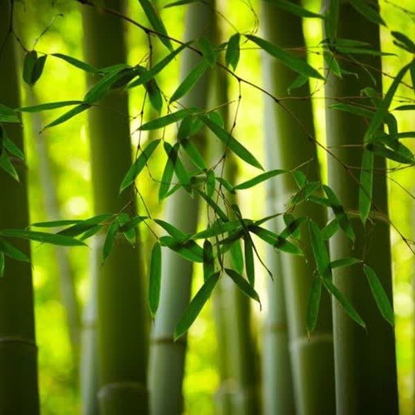 داستان کوتاه «خاطرات سی چوآن»