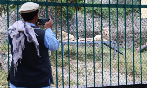 داستان کوتاه «پشک هایی که آدم میشوند»